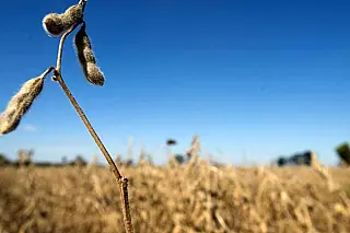 Receita supera US$ 4,4 bilhões no ano em Mato Grosso do Sul, soja é a principal responsável