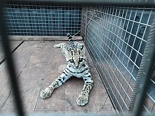 Morador flagra jaguatirica e aciona polícia ambiental