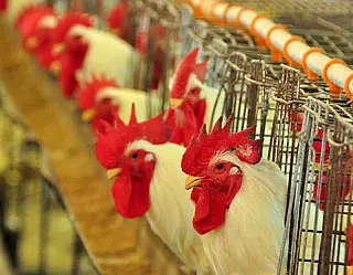 Dourados sedia feira que estimula produção