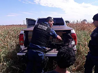 Motorista de Hilux tenta fugir com uma tonelada de maconha pelo milharal