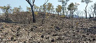 Incêndio atinge Pantanal e fogo cobre Serra do Amolar