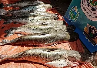 Em três meses de piracema, PMA apreendeu mais de 900 quilos de pescado