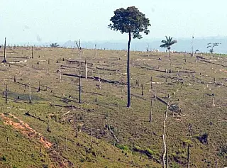 Desmatamento da Amazônia aumenta mais de 13% em um ano