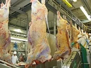 Reformulado, Precoce MS garante mais qualidade à carne do Estado