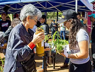 Projeto da Unigran distribui mais de 3 mil mudas de plantas medicinais