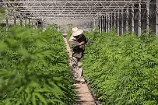 Decisão do STF sobre porte de maconha demanda novos procedimentos