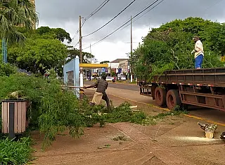 Poda preventiva tenta evitar riscos de novos alagamentos