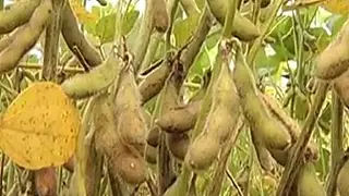 Mato Grosso do Sul já é o terceiro no país em casos de ferrugem asiática