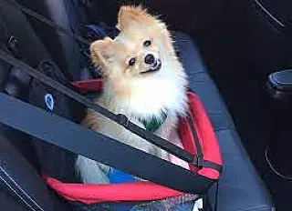 Conheça as regras para viajar com seu animal de estimação