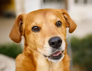 Prefeitura amplia política de proteção aos animais domésticos