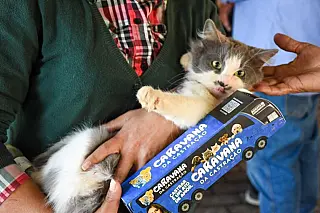 Prefeitura e Estado abrem agendamento da castração dos pets nos dias 1 e 2 de novembro