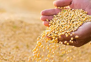 Mês de outubro registrou os melhores preços da soja e derivados