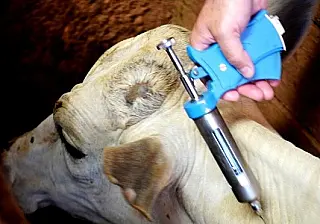 Campanha quer imunizar 8 milhões de animais contra a febre aftosa em MS