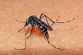 Dourados tem 35 casos confirmados de dengue em 2020