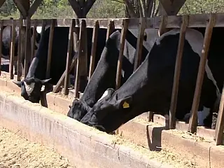 Furto de novilhas retarda pesquisa de leite anti-alérgico