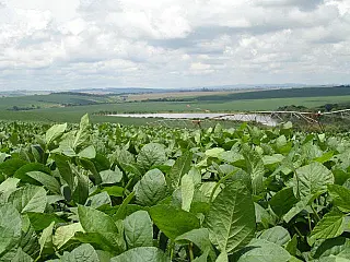 Estudo indica elevação no custo de produção da soja no Estado