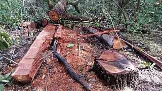 Pecuarista é multado em R$ 12,5 mil por corte de 25 árvores em reserva permanente