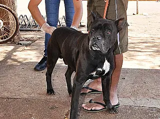 CCZ vacina cães e gatos neste sábado no posto da Seleta