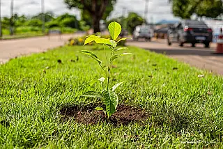 Conheça 5 espécies de árvores que crescem mais rápido
