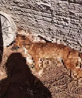 Cachorro morre de desnutrição e tutor pode pegar cinco anos de prisão