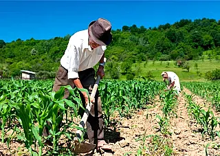 Cobrança patronal para Previdência rural é mantida pelo STF