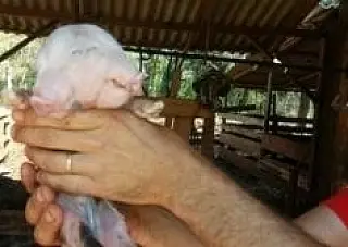 Porquinho nasce com duas cabeças em Cascavel