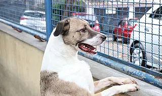 Fogos podem perturbar os pets, veja dicas que podem ajudar