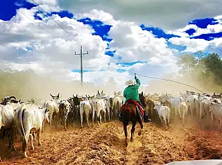 Pantaneiros cobram aplicação do estudo sobre "boi bombeiro"