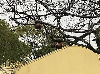 Chuva derruba ‘árvore do beija-flor’ em frente ao Douranews