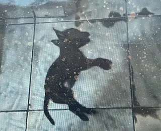 Polícia investiga mortandade de cães e gato