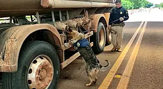 Com ajuda de cães farejadores, PRF faz apreensão de 1,9 tonelada de cocaína