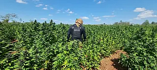 SENAD destrói produção de maconha "premium" na Fronteira