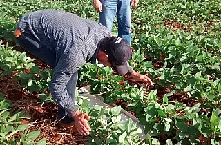 Iagro procura pragas na lavoura de soja