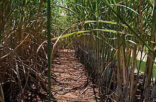 Com apoio do Governo aos biocombustíveis, usinas de etanol batem recorde de produção
