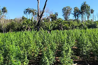 Senad paraguaia destrói 18 toneladas de maconha