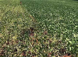 Estiagem prolongada e fortes ondas de calor já prejudicam lavoura de soja