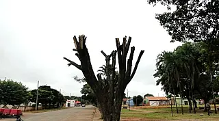 Jardineiro corta árvore de praça e poderá pegar 1 ano de prisão
