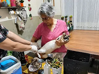 Quase 700 pets já foram imunizados em campanha