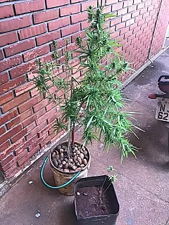 Polícia é acionada para atender crime de violência doméstica e encontra pés de maconha
