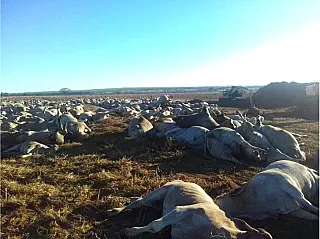 Botulismo pode ser a causa da morte de 1100 cabeças de gado no leste do Estado