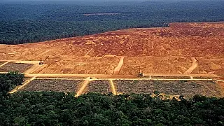 Supremo decide se anistia do novo Código Florestal a quem desmatou é válida
