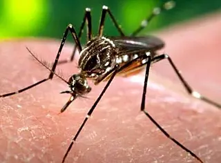 Vírus da febre de mayaro é a novidade que pode vir com o Aedes