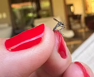 Cinco já morreram com Chikungunya em Dourados