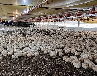 Conselho aprova investimentos de R$ 138 milhões