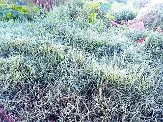 Madrugada em Dourados teve geada moderada com sensação térmica de -4°C