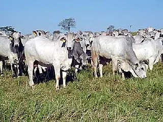 Mato Grosso do Sul deve figurar como a 7ª maior renda agropecuária do Brasil com R$ 28,2 bi