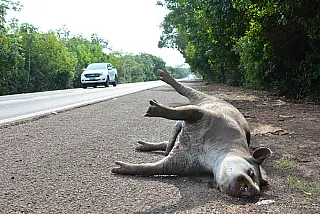 PMA registra 16 atropelamentos de animais em rodovias na região pantaneira