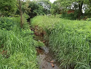 Prefeitura anuncia plantio de 1700 mudas da Mata Atlântica junto a córregos