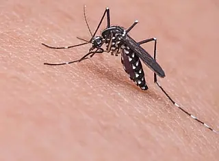 Tempo mais frio ajuda a conter ação de mosquitos