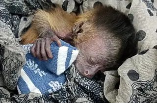 Vítima de incêndio no Pantanal, animal se recupera no CRAS